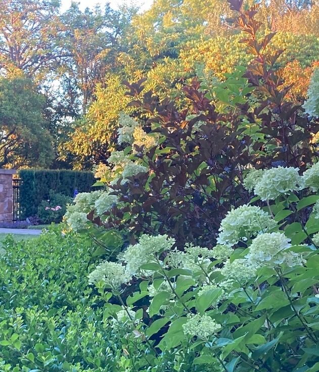 Physocarpus opulifolius 'Petite Plum' 03.jpeg