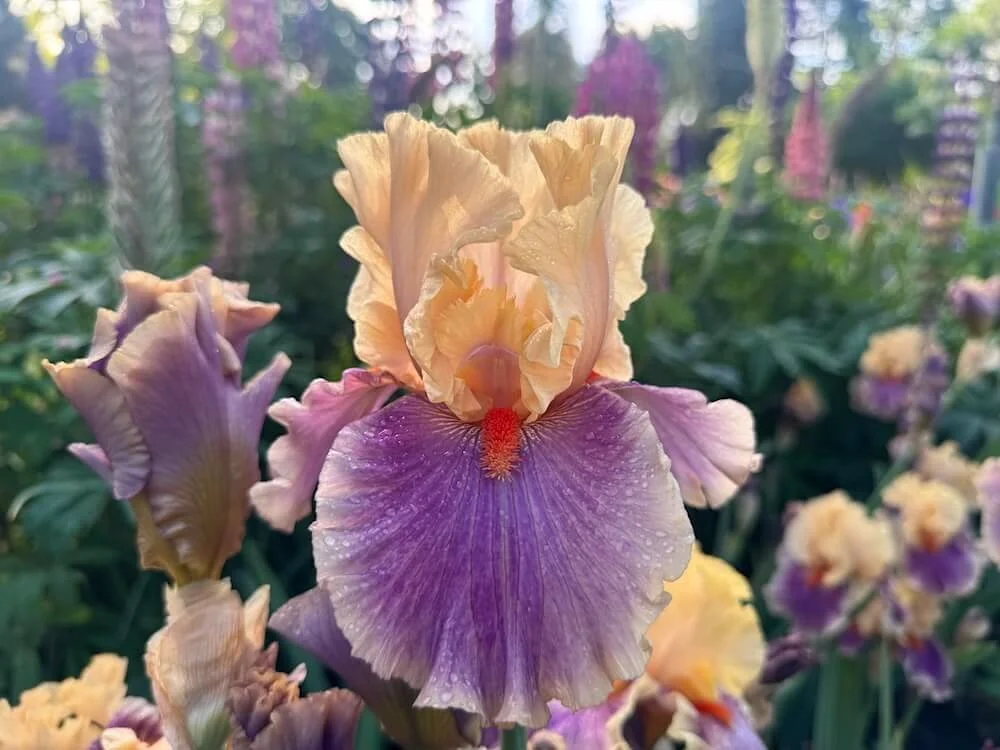 Iris 'Smith Rock' 04.jpeg