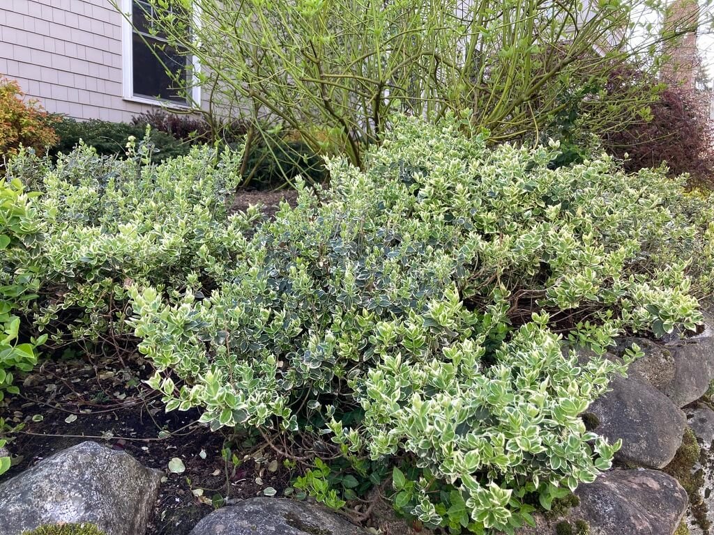Euonymus fortunei 'Emerald Gaiety' 06.jpeg