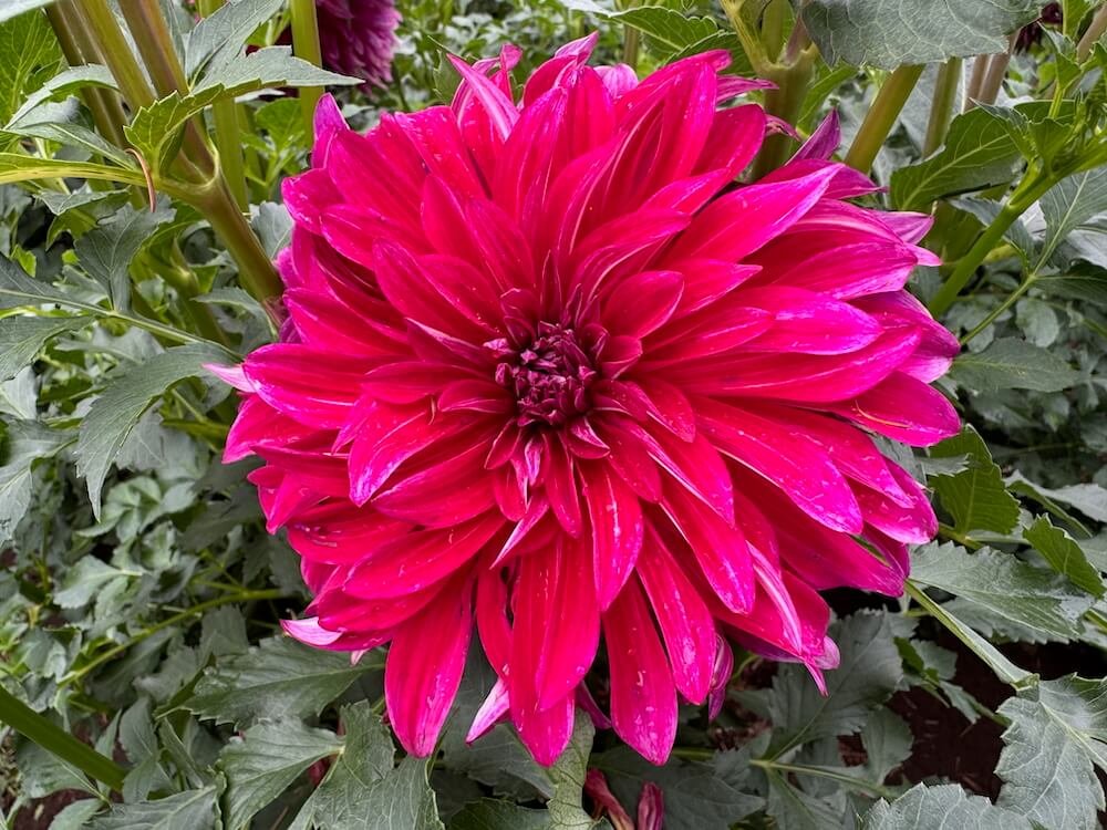 Dahlia 'Raspberry Punch' 01.jpeg