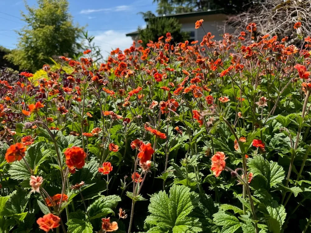 Geum 'Rustico Orange' 03.jpeg