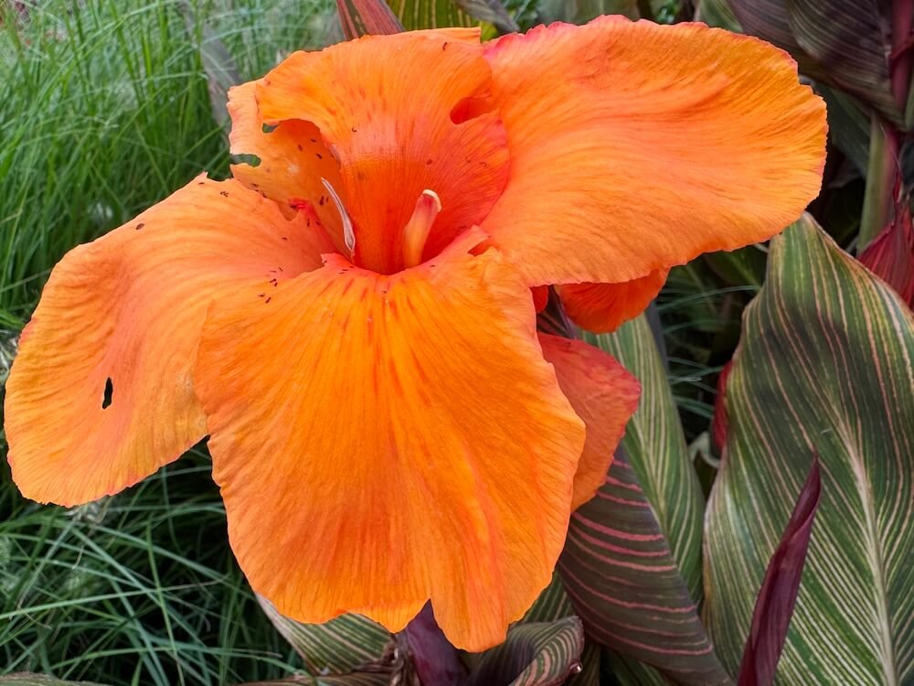 Canna indica 'Phasion' | Tropicanna Canna