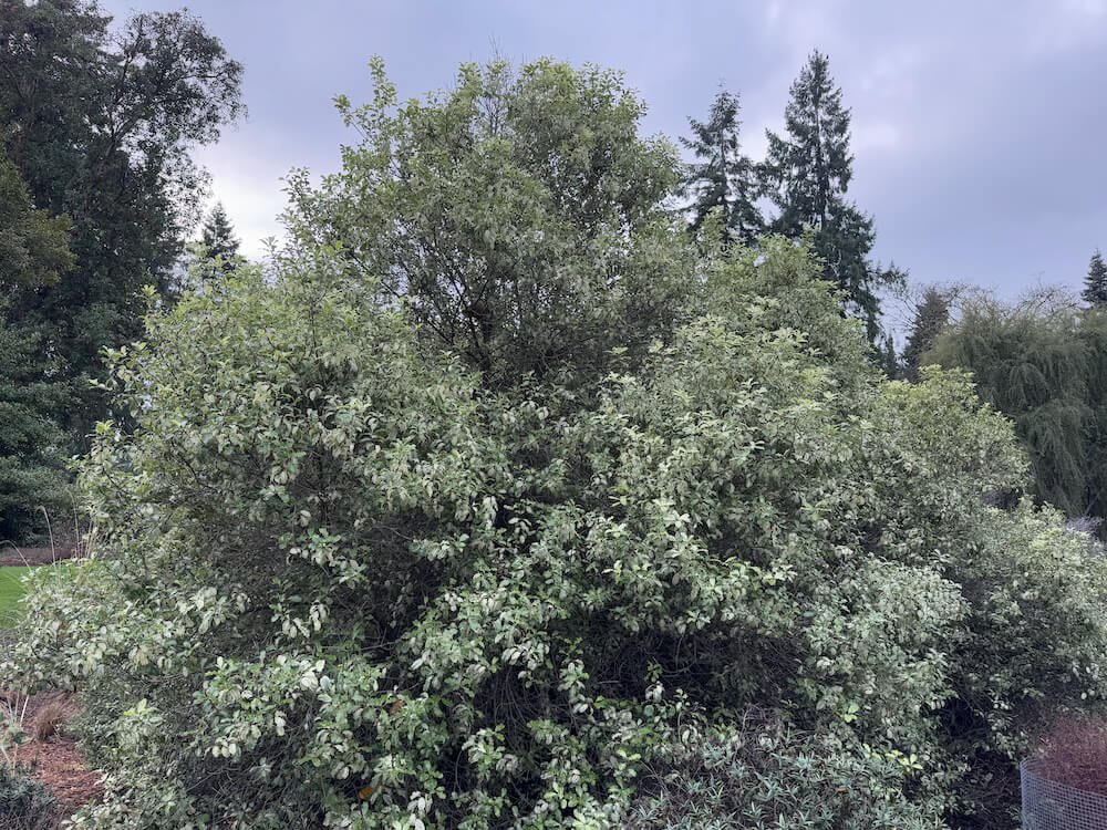 Pittosporum tenuifolium 'Irene Patterson'  03.jpeg