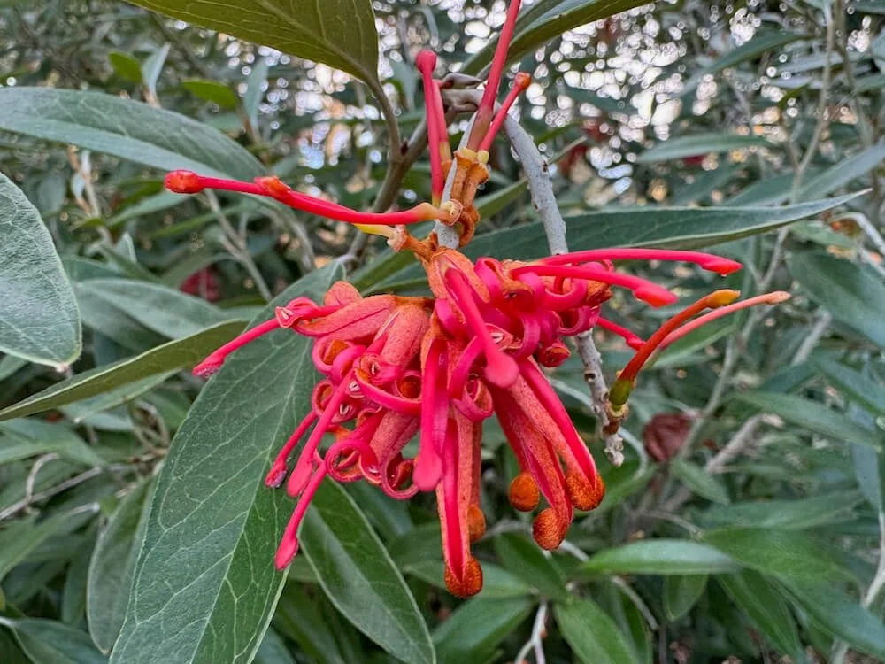 Grevillea victoriae 01.jpeg