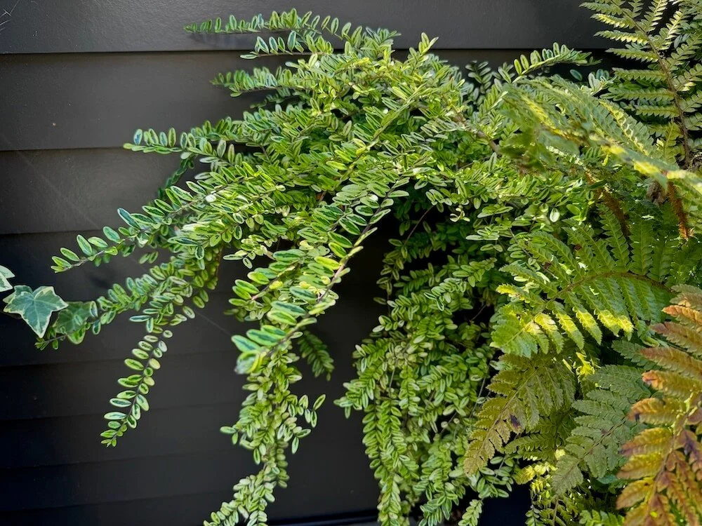 zz plant plant ZZ Plant – Hey Rooted