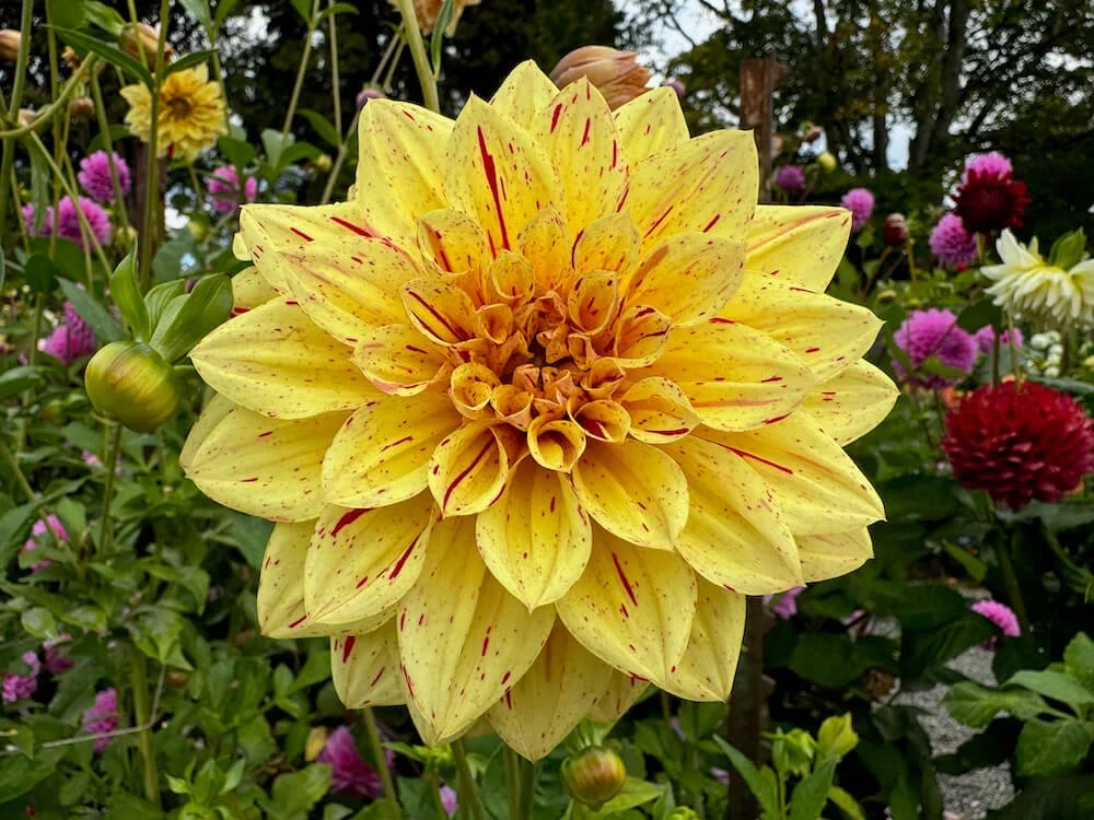Dahlia 'Gloriosa' 01.jpeg