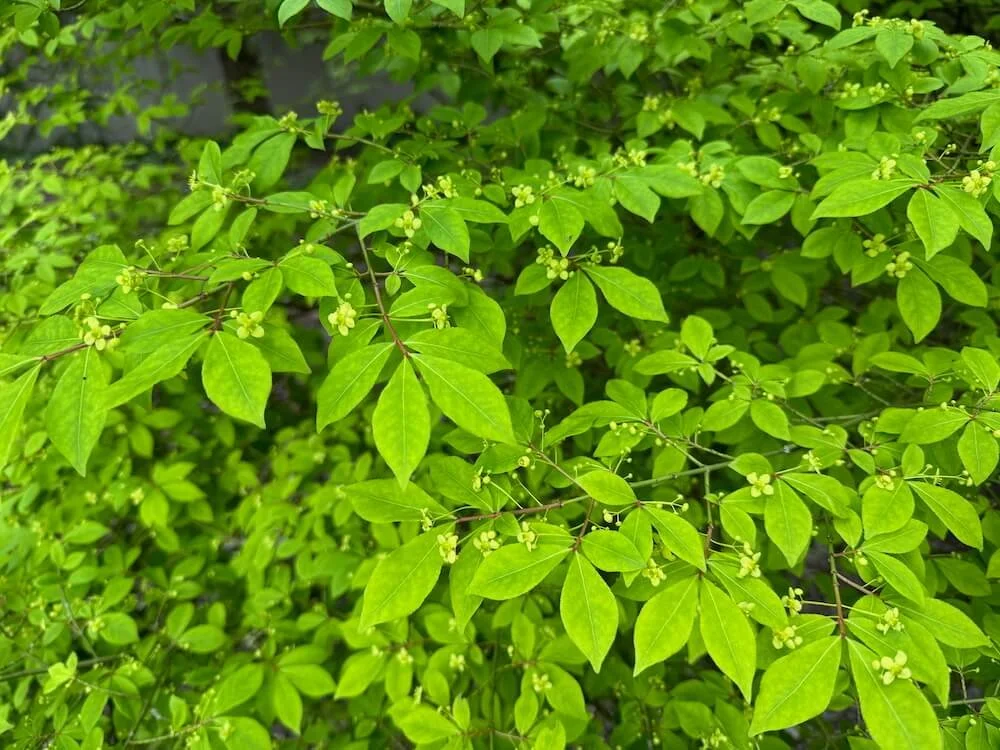 Euonymus alatus 06.jpeg