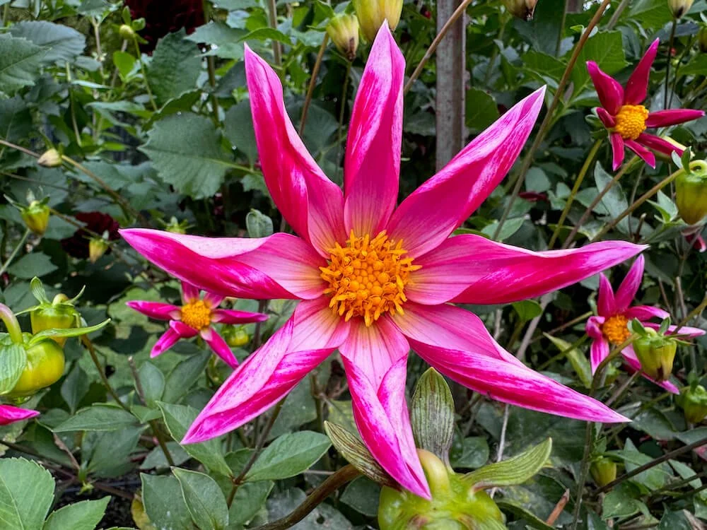Dahlia 'Honka Pink' 02.jpeg