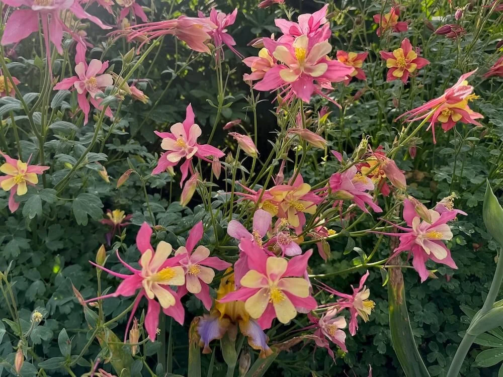 Aquilegia 'Swan Pink and Yellow' 02.jpeg
