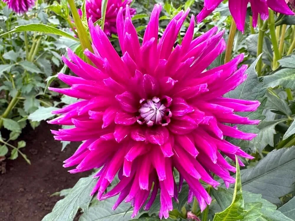 Dahlia 'Nadine Jessie' 02.jpeg