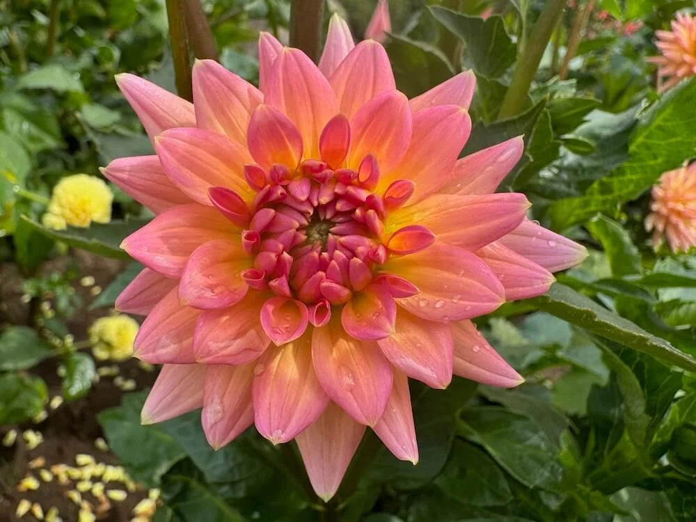 Dahlia 'Mary Jo' 01.jpeg