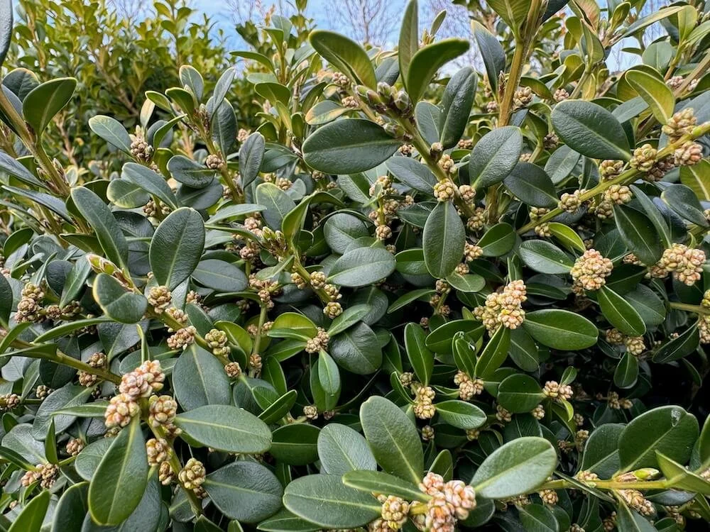 Buxus microphylla var. japonica 'Green Beauty' 01.jpeg