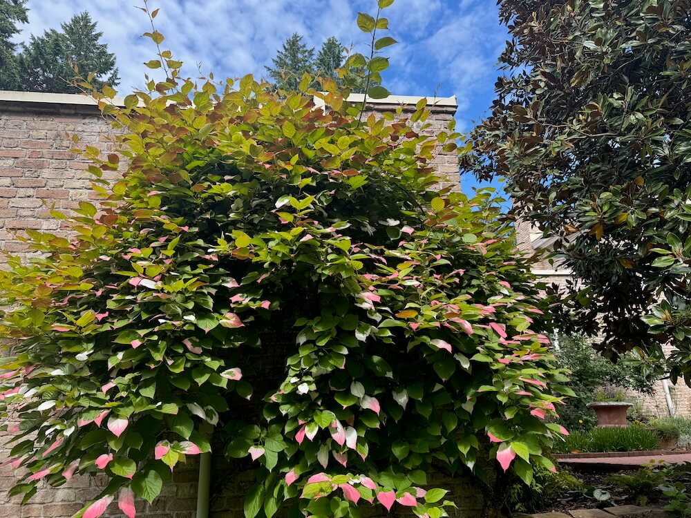 Actinidia kolomikta 02.jpeg