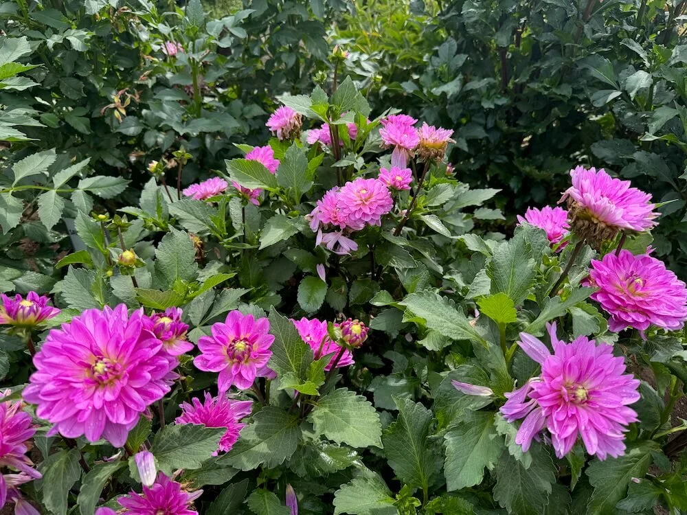 Dahlia 'Little Blessings' 05.jpeg