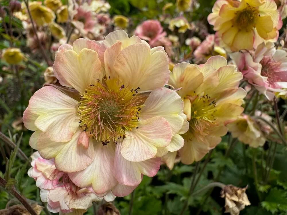 Geum 'Pretticoats Peach' | Pretticoats Peach Avens