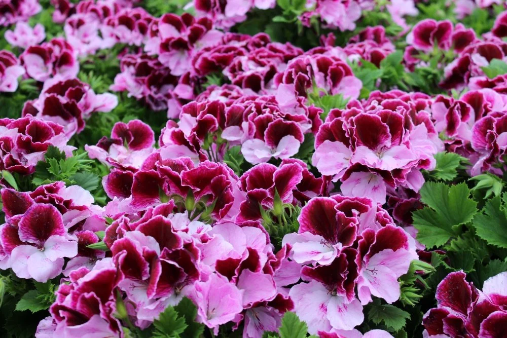 Regal Geranium 'Elegance Purple Majesty' 01 .jpg