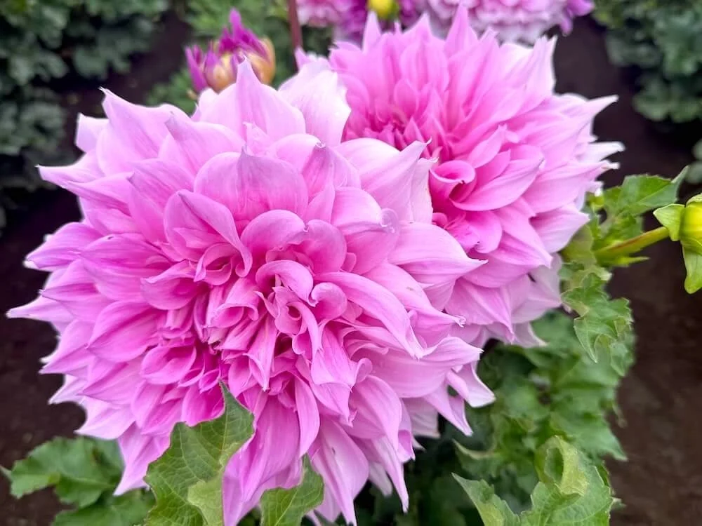 Dahlia 'Vera Seyfang' 01.jpeg