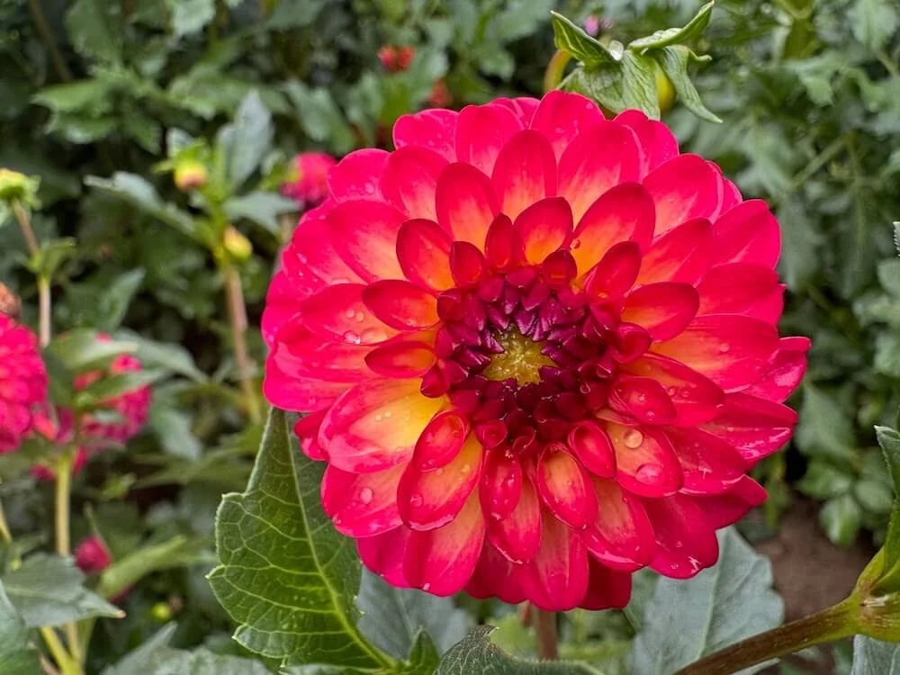 Dahlia 'Raz-Ma-Taz' | Raz-Ma-Taz Dahlia