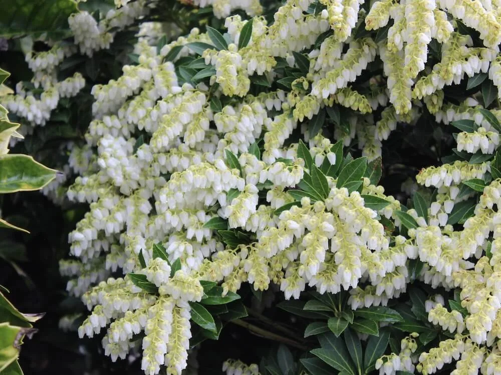 Pieris japonica ‘Cavatine’ | Cavatine Pieris