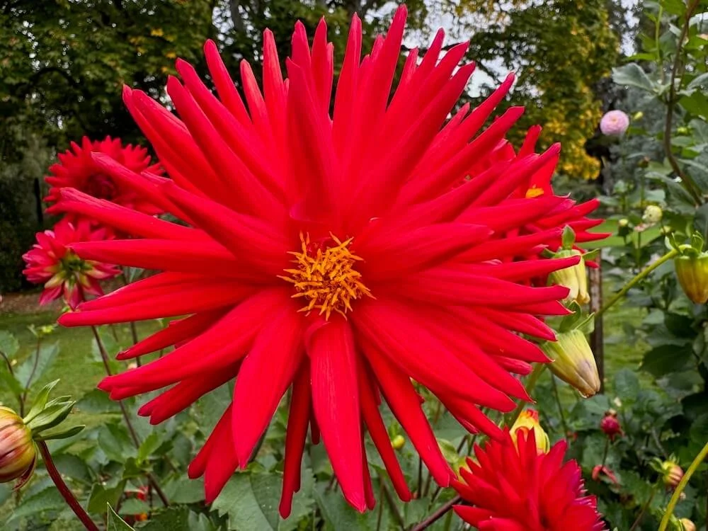 Dahlia 'Sandia Mace' 02.jpeg