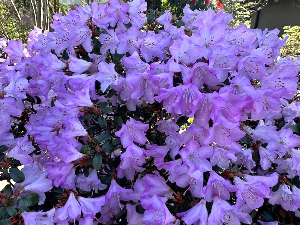 Rhododendron yungningense 01.jpeg