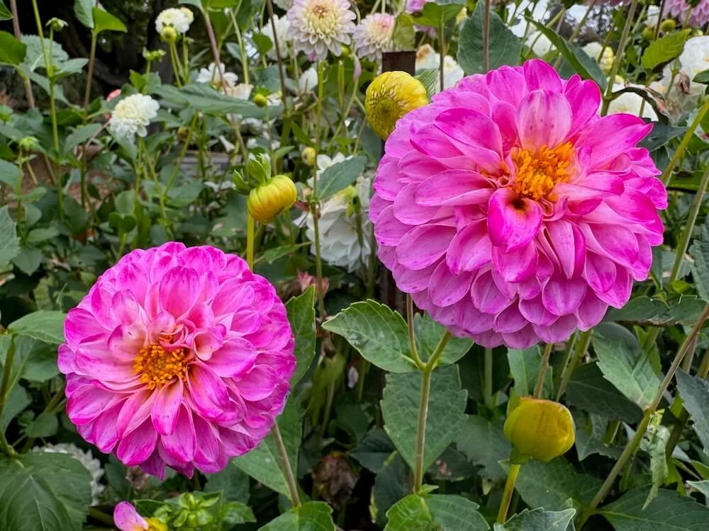 Dahlia 'AC Hurt' 03.jpeg