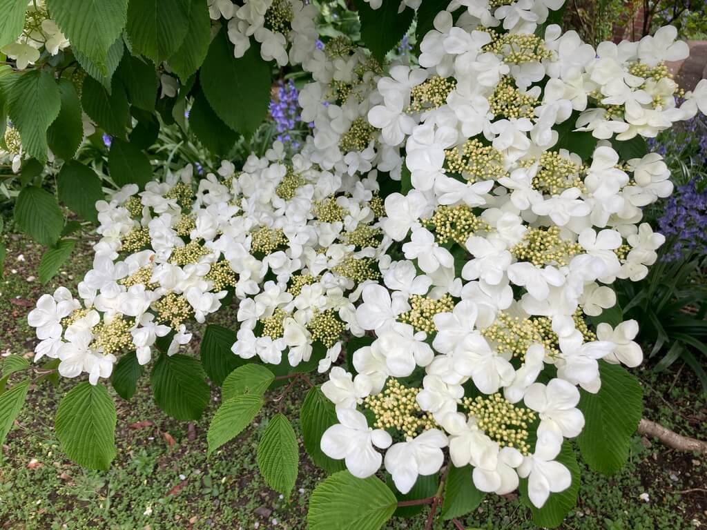 Viburnum plicatum ‘Mariesii’ 03.jpeg