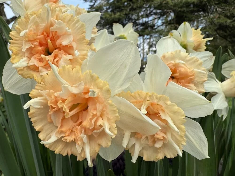 Narcissus 'Petit Four' 03.jpeg