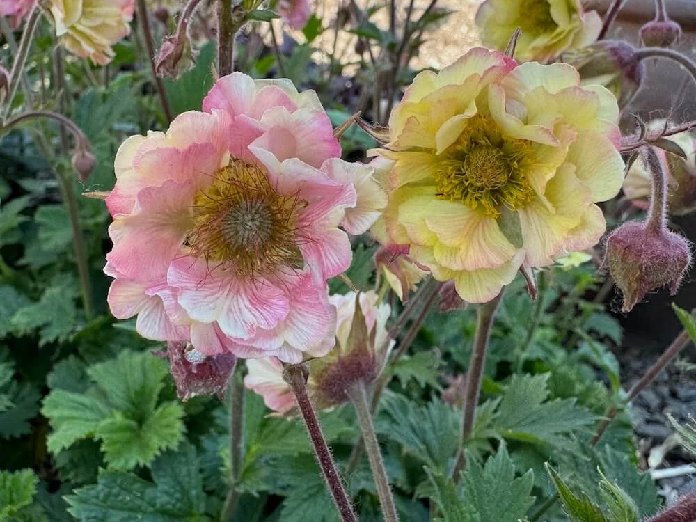 Geum 'Pretticoats Peach' 03.jpeg