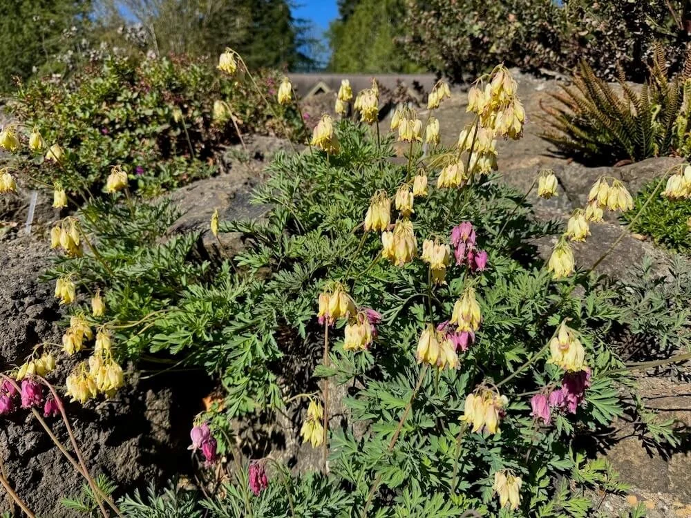 Dicentra formosa ‘Sulphur Hearts’ 03.jpeg