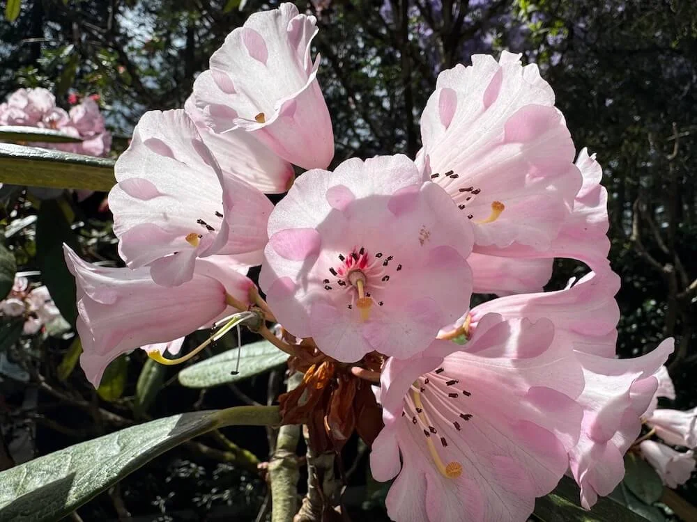 Rhododendron kesangiae 03.jpeg