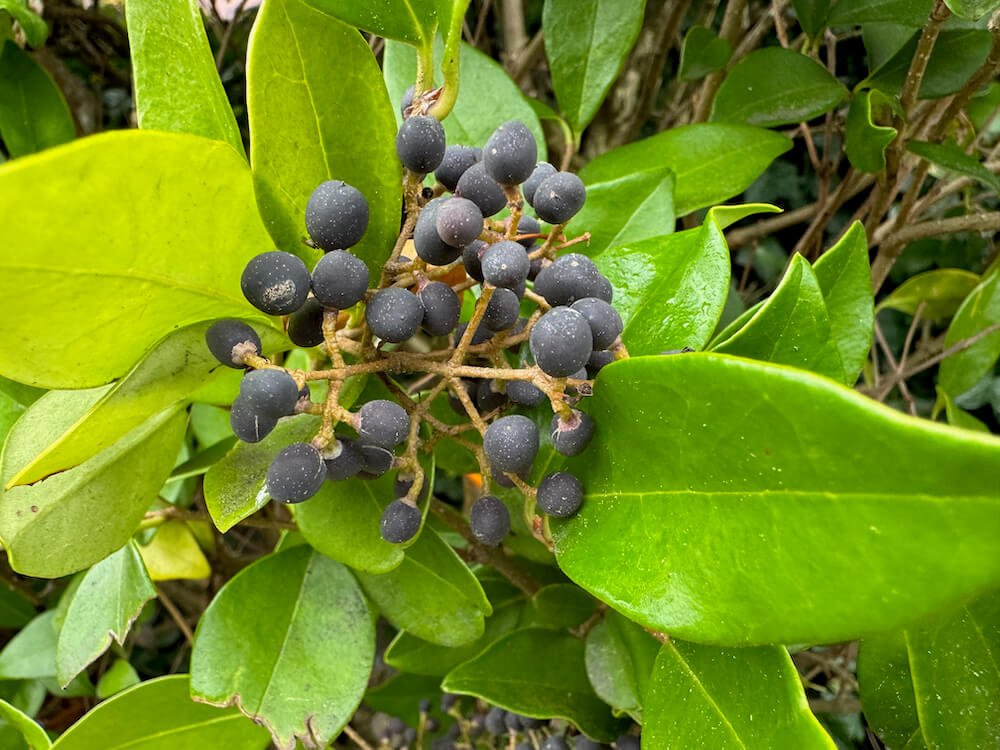 Ligustrum japonicum 06.jpeg
