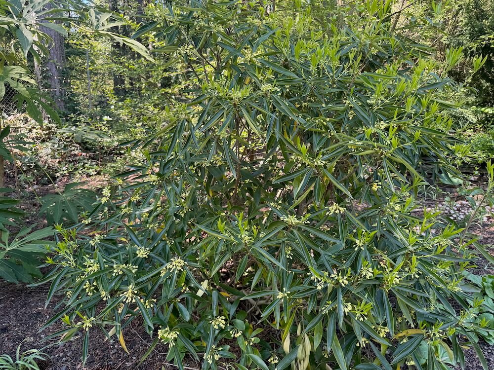 Pittosporum heterophyllum 03.jpeg