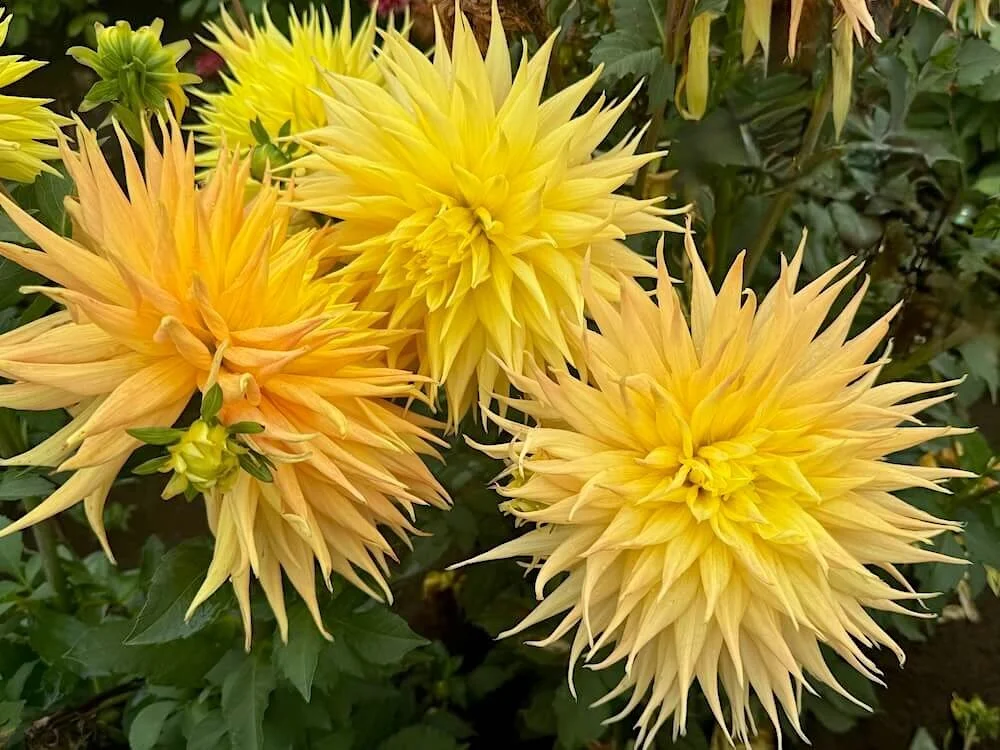 Dahlia 'AC Jeri' 03.jpeg