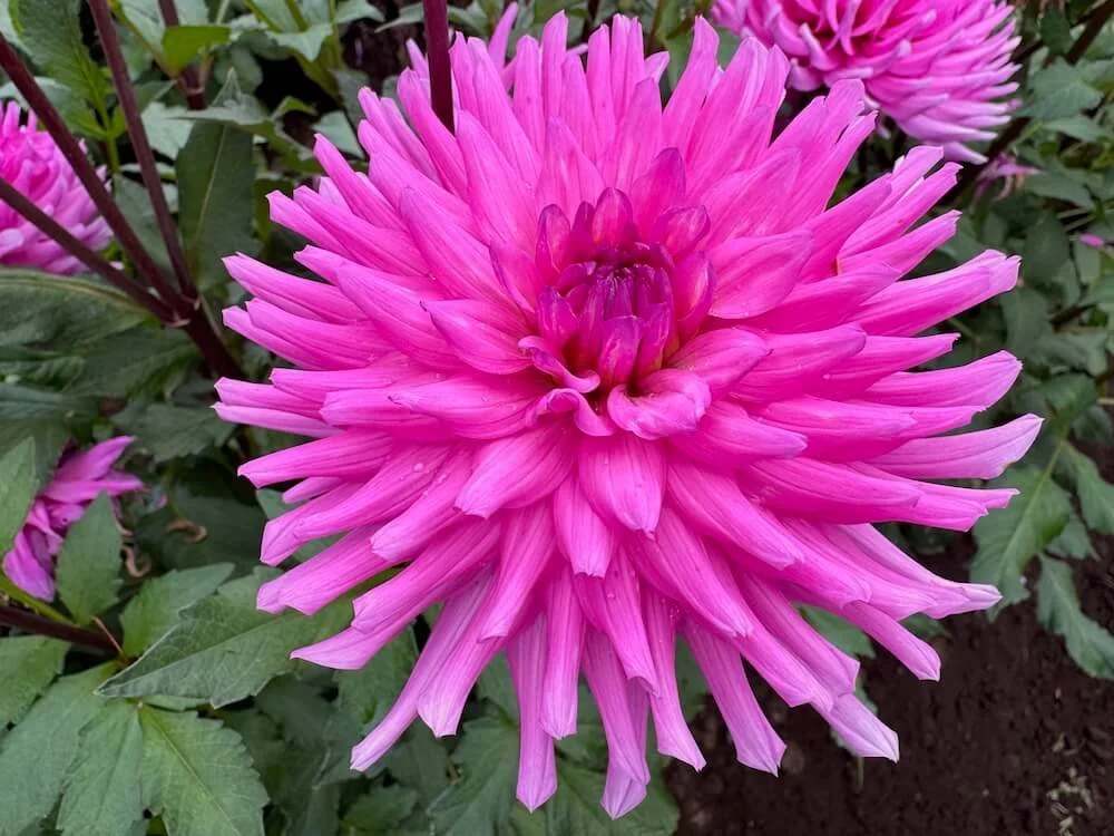 Dahlia 'Herbert Smith' 04.jpeg