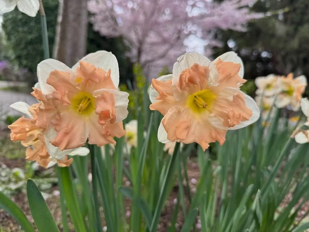 Narcissus 'Apricot Whirl' | Apricot Whirl Daffodil