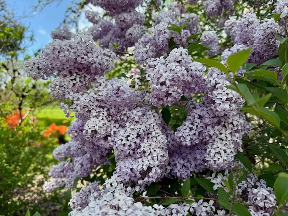 Syringa vulgaris 03.jpeg