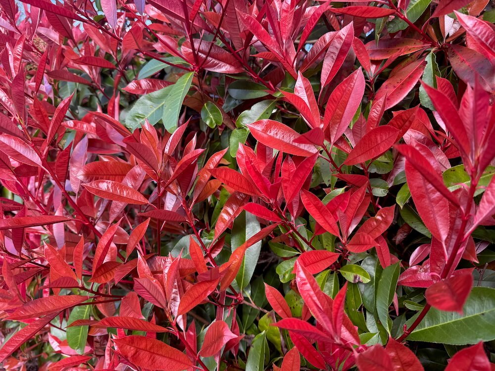Photinia × fraseri 02.jpeg