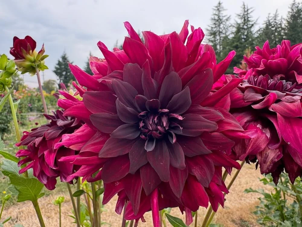 Dahlia 'Rip City' 02.jpeg