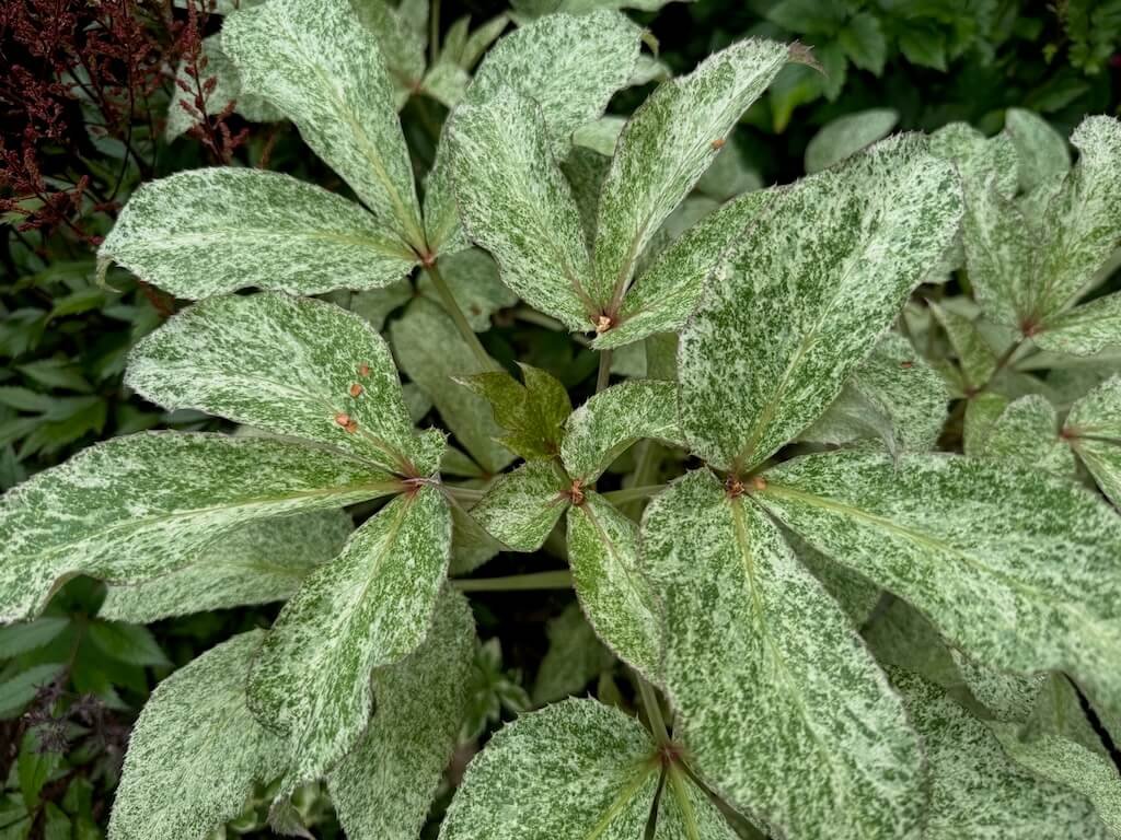 Helleborus 'Snow Fever' 06.jpeg