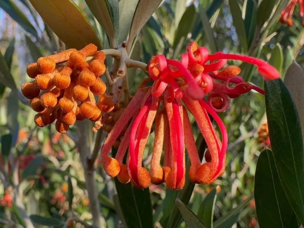 Grevillea victoriae 'Marshall Olbricht' 01.jpeg