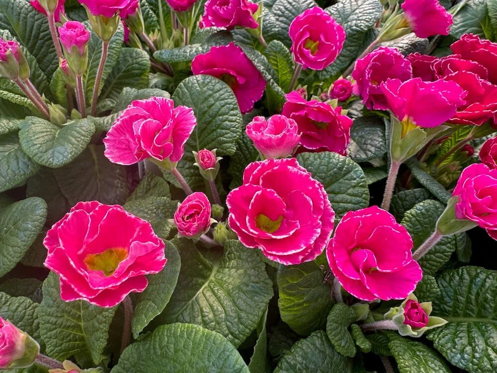 Primula 'Rose Edge' 01.jpeg