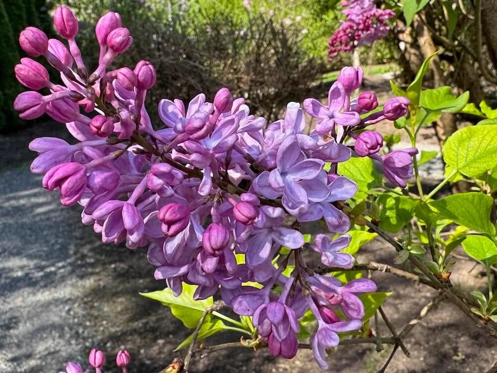 Syringa vulgaris 'Lady Lucille' 02.jpeg