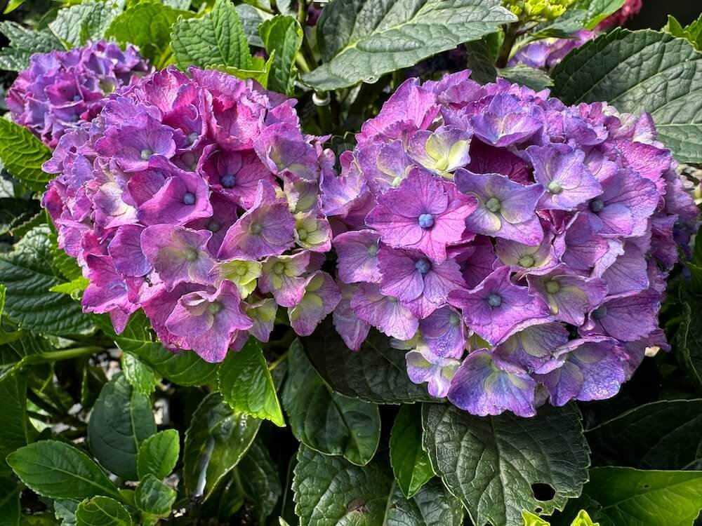 Hydrangea macrophylla 'HORTMANI' 01.jpeg