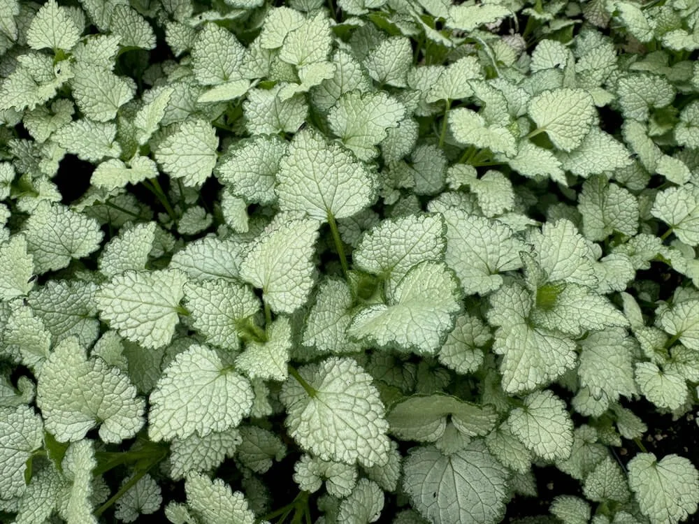 Lamium maculatum 'Orchid Frost' 03.jpeg