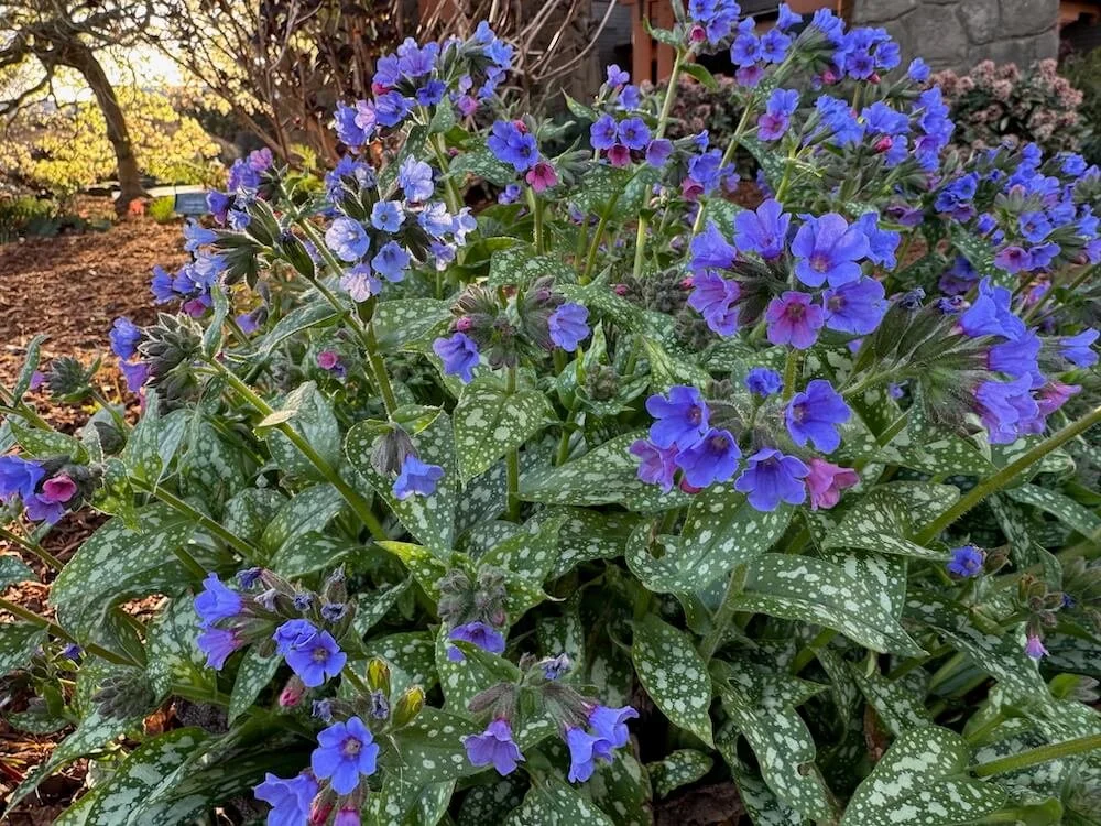 Pulmonaria 'Trevi Fountain' 08.jpeg