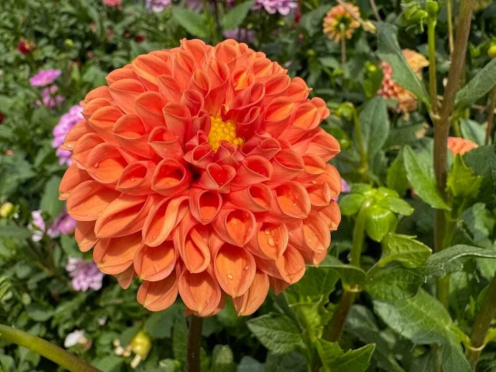 Dahlia 'Cornel Bronze' 04 05.jpeg