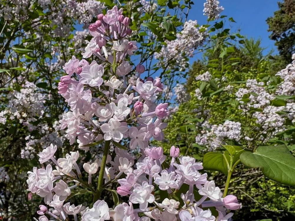 Syringa x hyacinthiflora 'Anabel' 01.jpeg