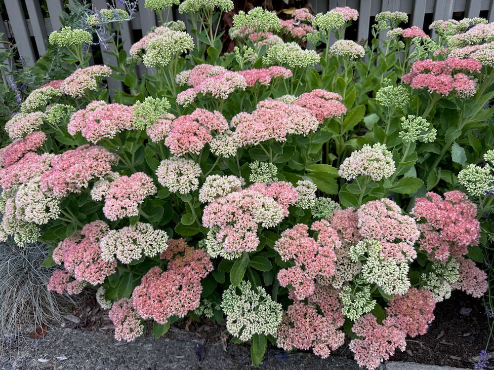 Hylotelephium spectabile 'Autumn Joy' 05.jpeg