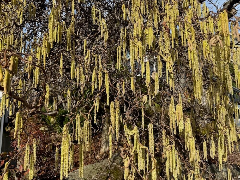 Corylus avellana 'Contorta'  02.jpeg